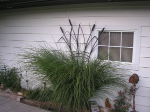 Bullrush trellis